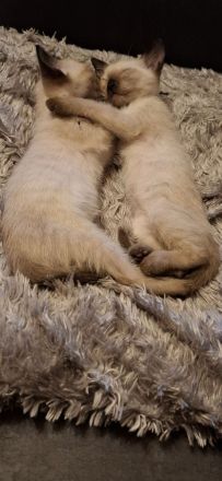 18 Wochen junge reinrassige Siam-Thai Kitten Chocolate-Point suchen bevolles Zuhause auf Lebenszeit
