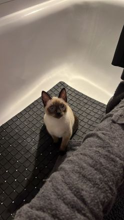 18 Wochen junge reinrassige Siam-Thai Kitten Chocolate-Point suchen bevolles Zuhause auf Lebenszeit