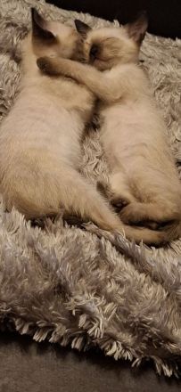 18 Wochen junge reinrassige Siam-Thai Kitten Chocolate-Point suchen bevolles Zuhause auf Lebenszeit