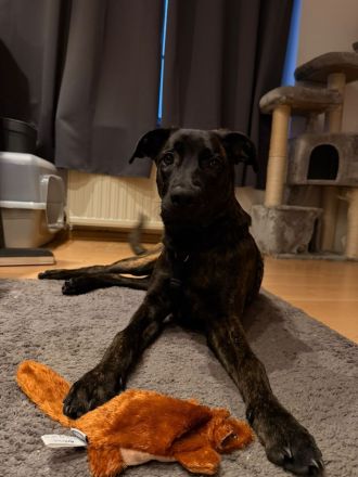 Cane Corso / Malinois Dame