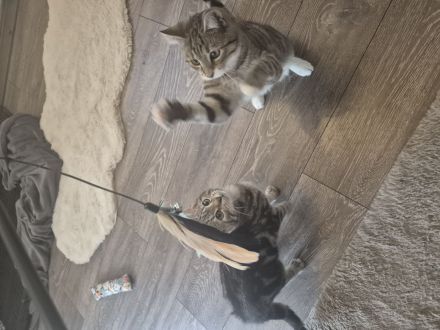 Zwei süße Katzenbrüder
