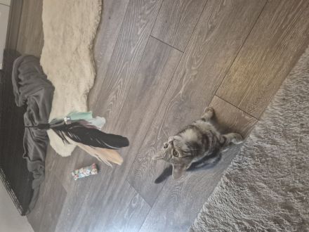 Zwei süße Katzenbrüder