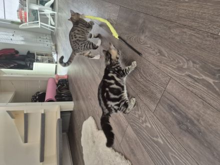 Zwei süße Katzenbrüder