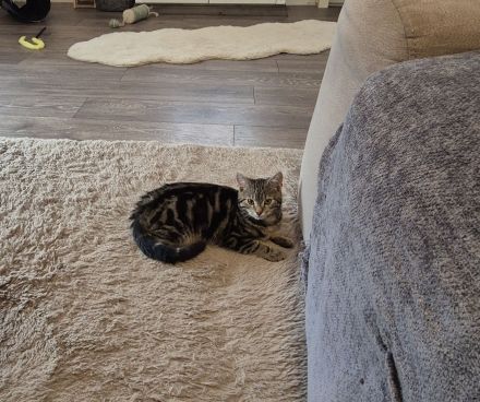 Süsser lieber kleiner Kater