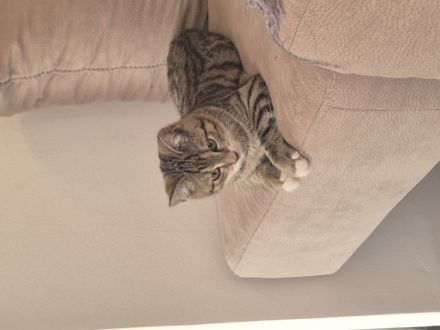 Zwei süße Katzenbrüder