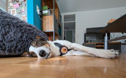 Schenkst du Matteo ein Zuhause?