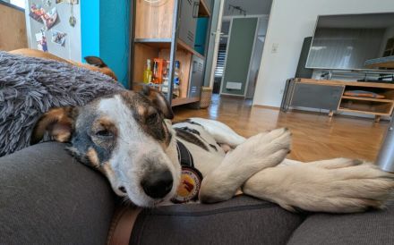Schenkst du Matteo ein Zuhause?