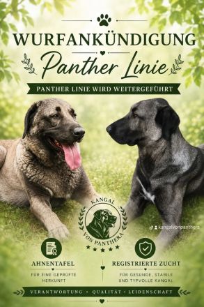 Kangal Von Panthera