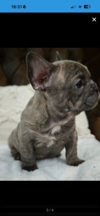 Französische Bulldogge