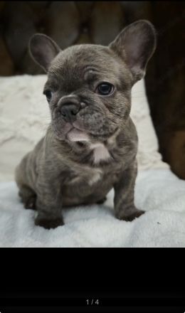 Französische Bulldogge