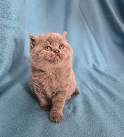 3 süße Britisch Kurzhaar Kitten suchen ein liebevolles Zuhause