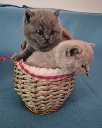 3 süße Britisch Kurzhaar Kitten suchen ein liebevolles Zuhause