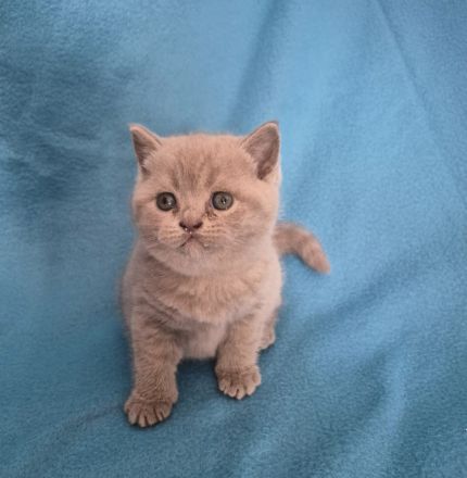 3 süße Britisch Kurzhaar Kitten suchen ein liebevolles Zuhause
