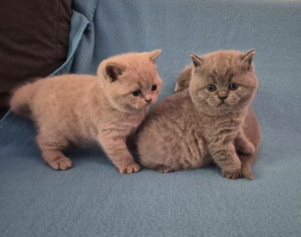 3 süße Britisch Kurzhaar Kitten suchen ein liebevolles Zuhause