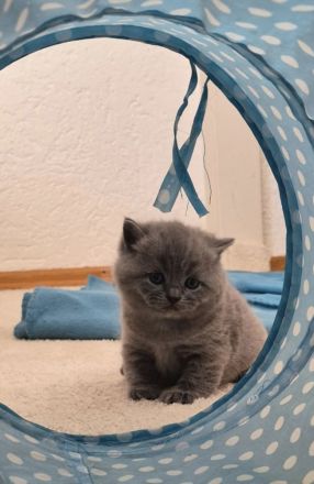 3 süße Britisch Kurzhaar Kitten suchen ein liebevolles Zuhause