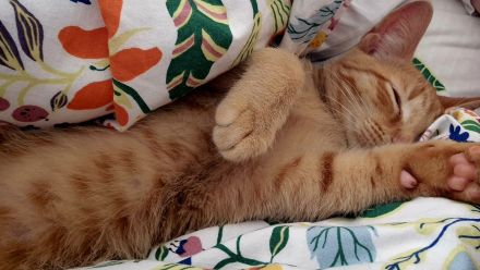 Hübscher junger oranger Kater