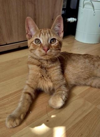 Hübscher junger oranger Kater