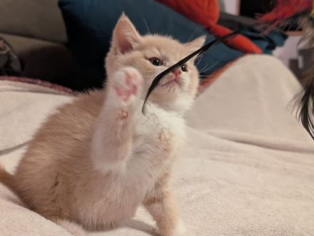 BKH Kater reinrassig mit Stammbaum