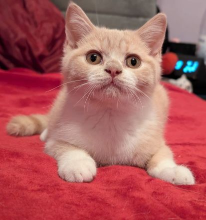 BKH Kater reinrassig mit Stammbaum