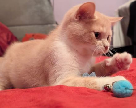 BKH Kater reinrassig mit Stammbaum
