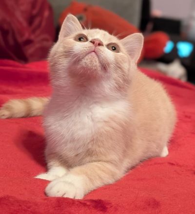 BKH Kater reinrassig mit Stammbaum