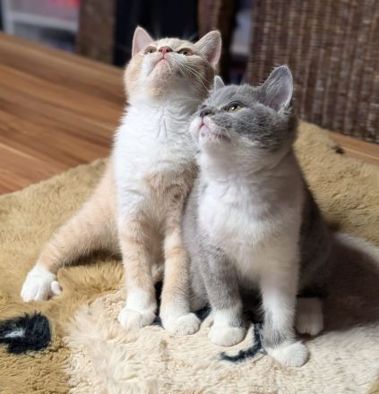 BKH Kater reinrassig mit Stammbaum