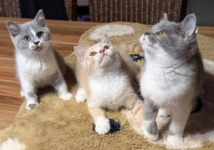 BKH Kater reinrassig mit Stammbaum