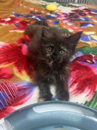 ❤️ Verschmuste Maine Coon Kitten ❤️