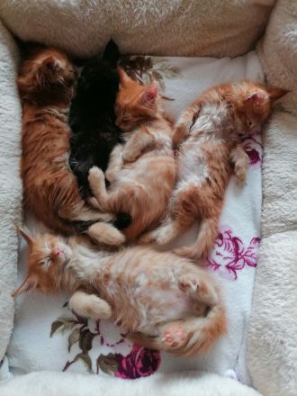 ❤️ Verschmuste Maine Coon Kitten ❤️