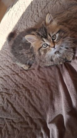 Britisch Langhaar Kater, 6 Monate