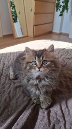 Britisch Langhaar Kater, 6 Monate