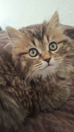 Britisch Langhaar Kater, 6 Monate