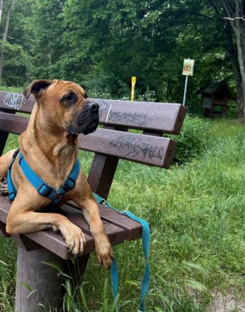 Lieber Boxer - Dogge - Mix - Rüde