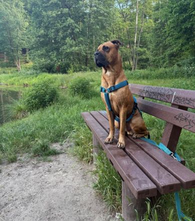 Lieber Boxer - Dogge - Mix - Rüde