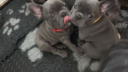 Französische Bulldoggenwelpen