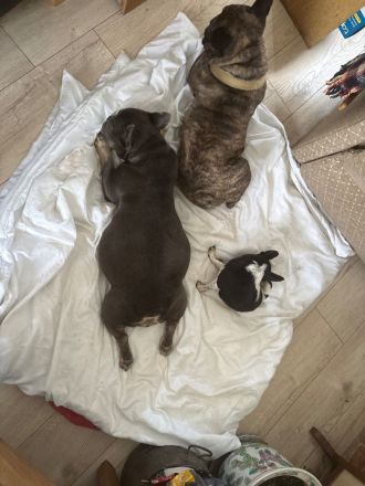Französische Bulldoggenwelpen