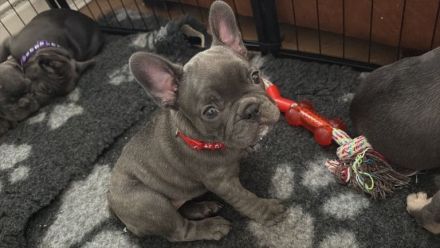 Französische Bulldoggenwelpen