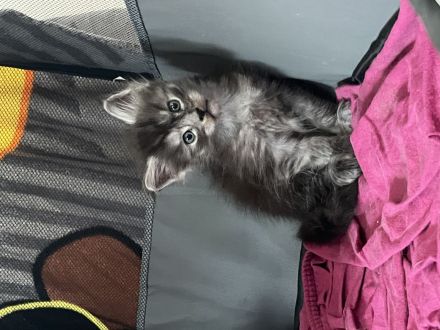 BEZAUBERNDE XXL MAINE COON KITTEN MIT STAMMBAUM