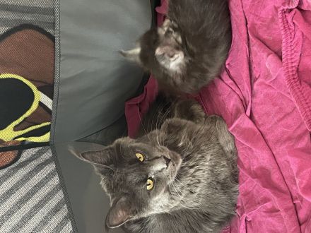 BEZAUBERNDE XXL MAINE COON KITTEN MIT STAMMBAUM