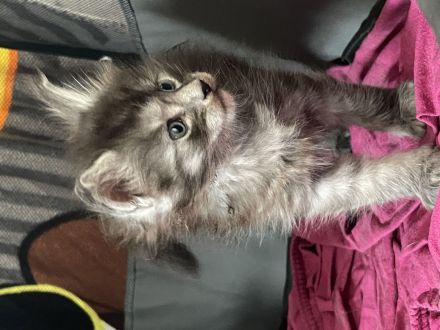 BEZAUBERNDE XXL MAINE COON KITTEN MIT STAMMBAUM