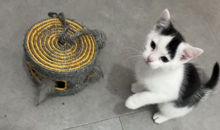 3 bezaubernde bunte Babys mit blauen Augen russisch blau mix sehr verschmust kinderlieb