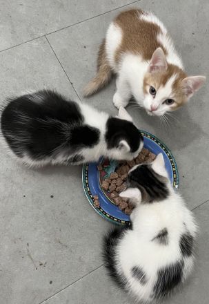 3 bezaubernde bunte Babys mit blauen Augen russisch blau mix sehr verschmust kinderlieb