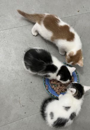 3 bezaubernde bunte Babys mit blauen Augen russisch blau mix sehr verschmust kinderlieb
