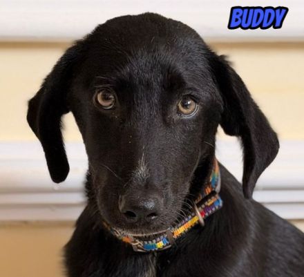 Vermittlungshilfe Buddy, 03/26 - süßes Schlappohr sucht Familie in 04205 Leipzig