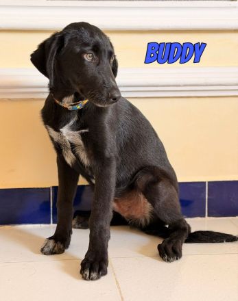 Vermittlungshilfe Buddy, 03/26 - süßes Schlappohr sucht Familie in 04205 Leipzig