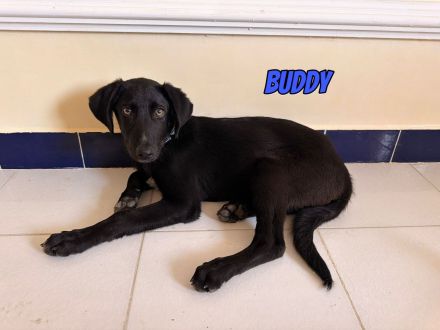 Vermittlungshilfe Buddy, 03/26 - süßes Schlappohr sucht Familie in 04205 Leipzig
