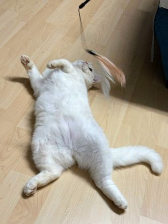 Britisch Katze BKH Katar