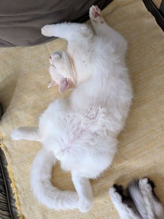 Britisch Katze BKH Katar