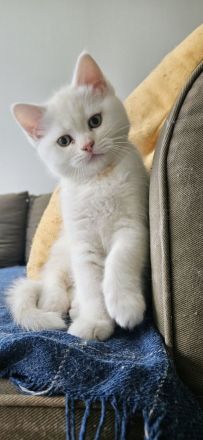 Britisch Katze BKH Katar