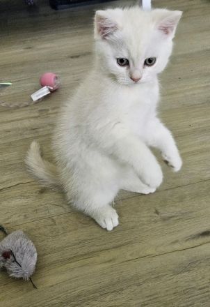 Britisch Katze BKH Katar